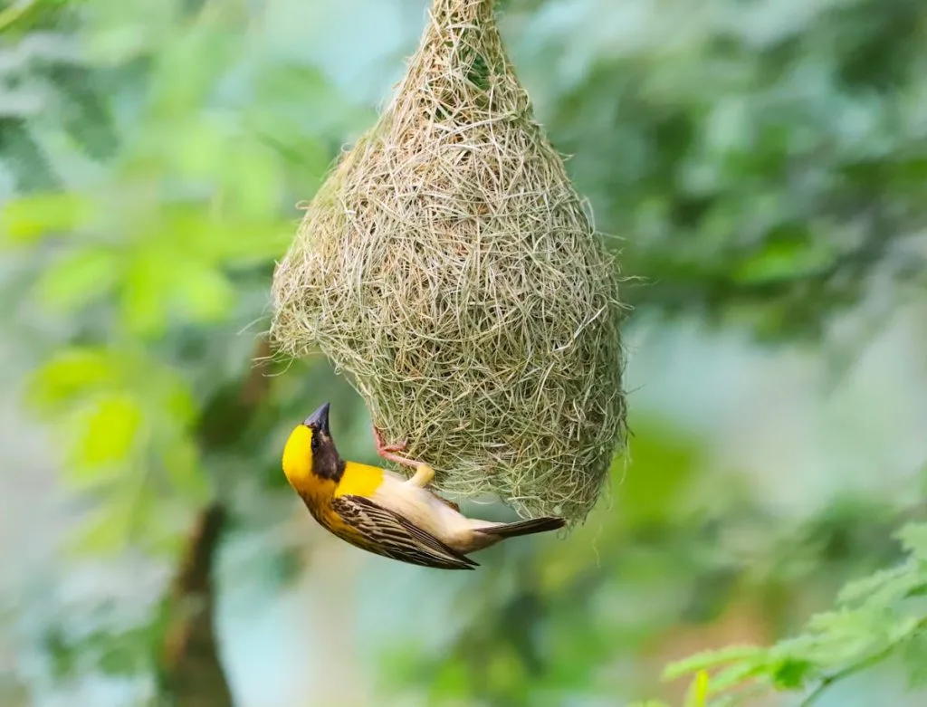 Orioles Build Intricate Nests